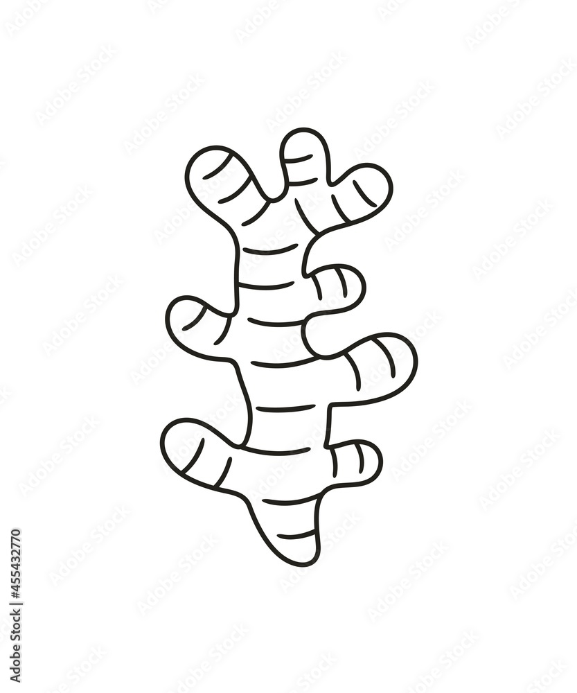 Ginger outline. Isolated ginger on white background Ginger outline. Isolated ginger on white background