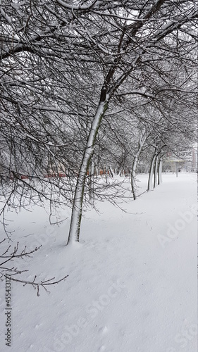 snow covered trees