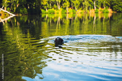 Catahoula leopard dog swiming in the pond deep in forest