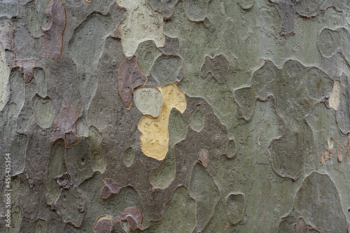 Εκτύπωση καμβά Natural old tree bark texture, Abstract  multi shape surface of big tree in Autu