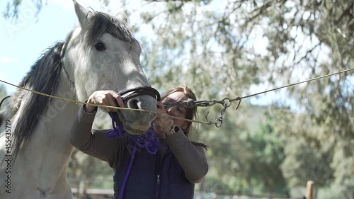 Horse keeper putting noseband on the head of white horse while the animal calmly keeps its head still photo
