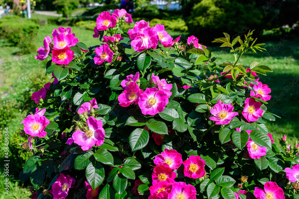 Large green bush with many fresh vivid pink roses and green leaves in a garden in a sunny summer day, beautiful outdoor floral background photographed with soft focus.