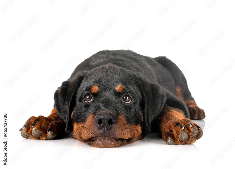 Fototapeta premium puppy rottweiler in studio