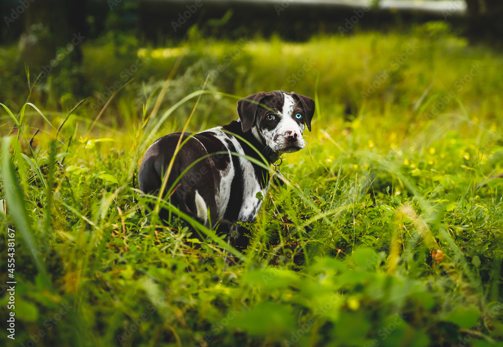 Puppy of Louisiana leopard dog. Catahoula, in fresh morning dew Puppy of Louisiana leopard dog. Catahoula, in fresh morning dew
