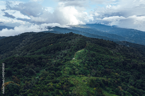 Pine forest in the mountains in the morning from above