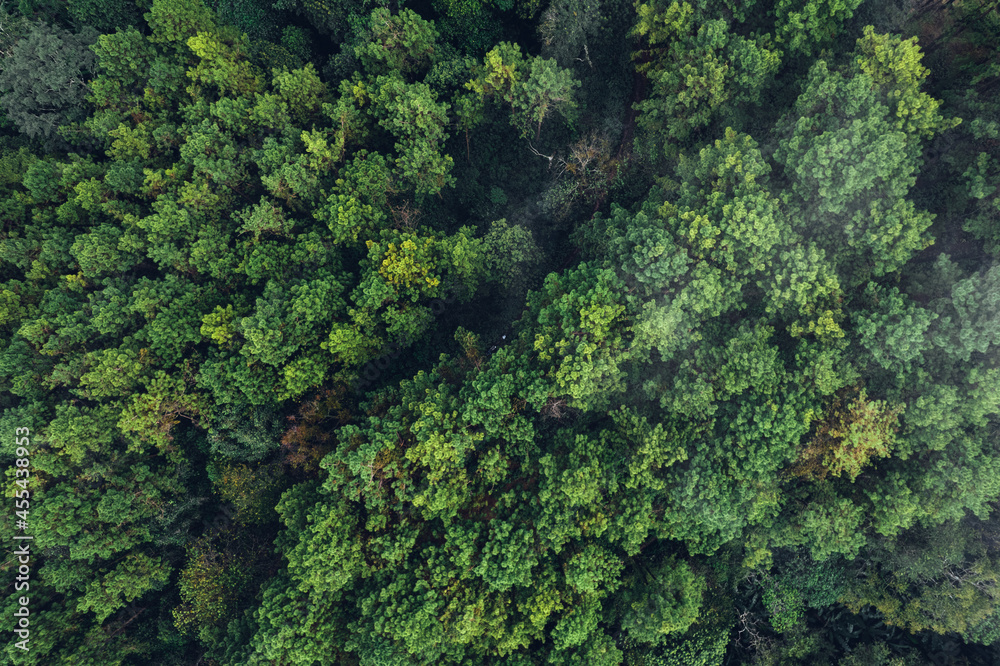 Naklejka premium Pine forest in the mountains in the morning from above
