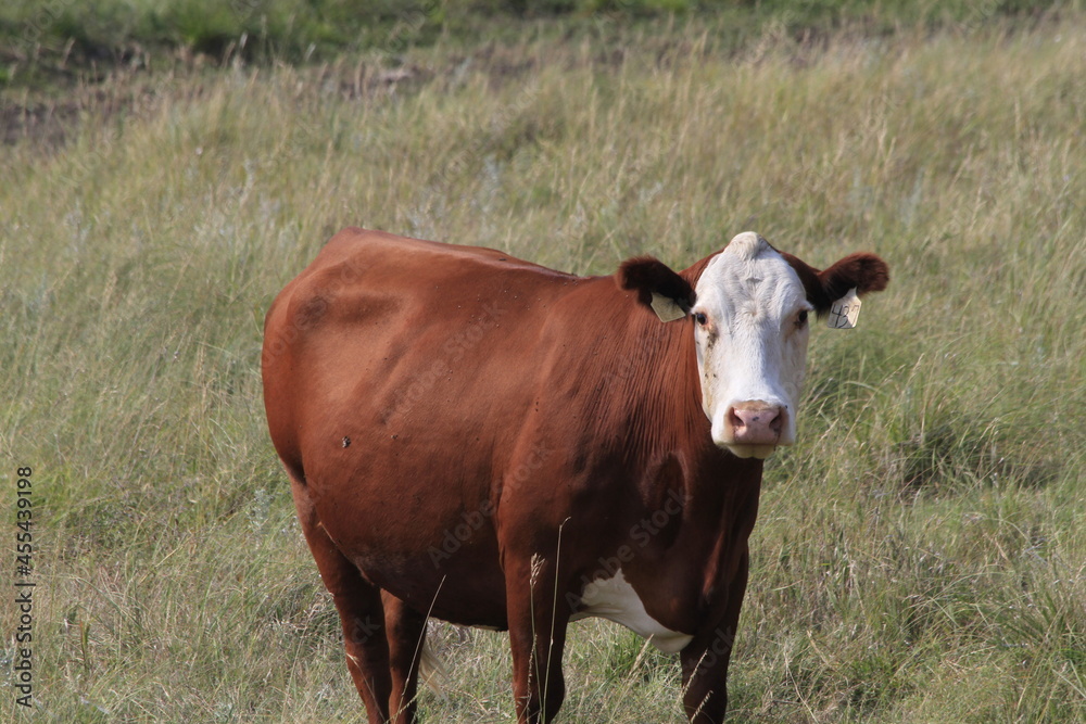  Hereford cow in a meadow with green and brown grass south of Ellsworth Kansas USA out in the country.