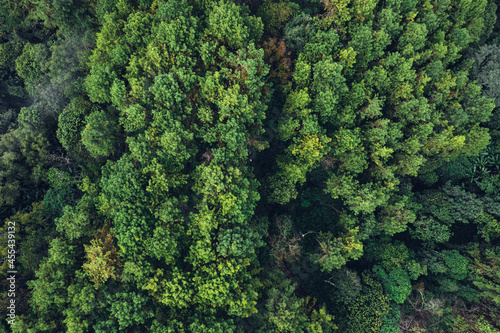 Pine forest in the mountains in the morning from above