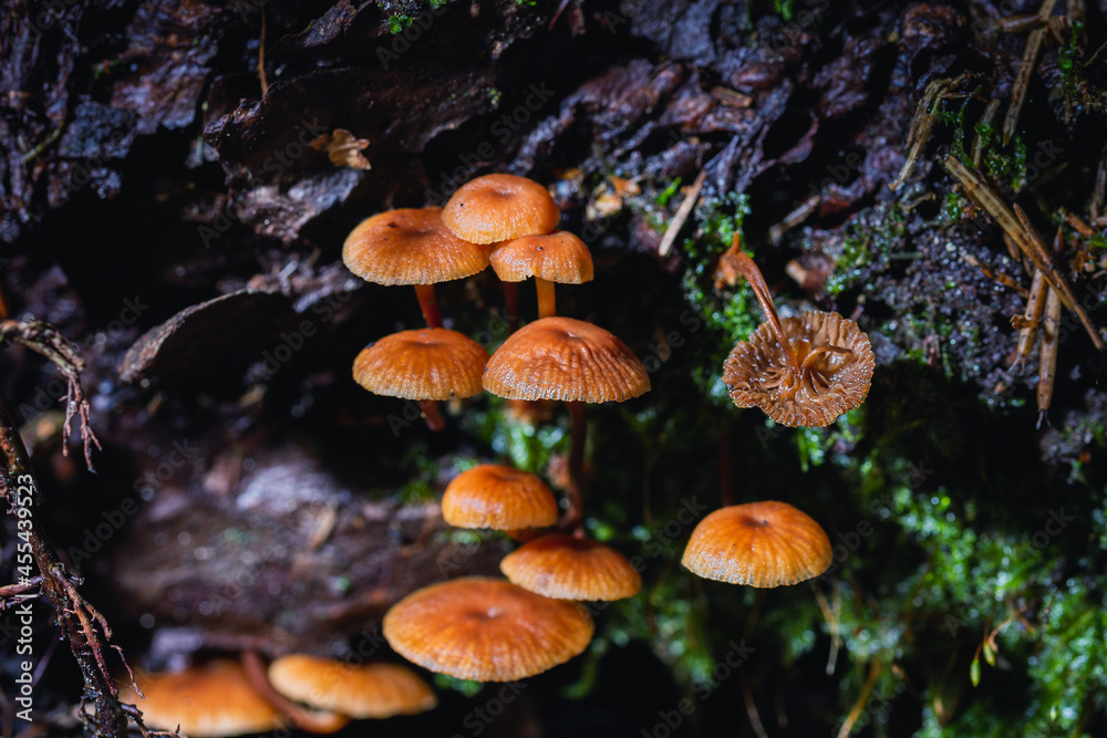Fototapeta premium Mushroom,Beautiful closeup of forest mushrooms