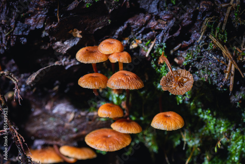Mushroom,Beautiful closeup of forest mushrooms