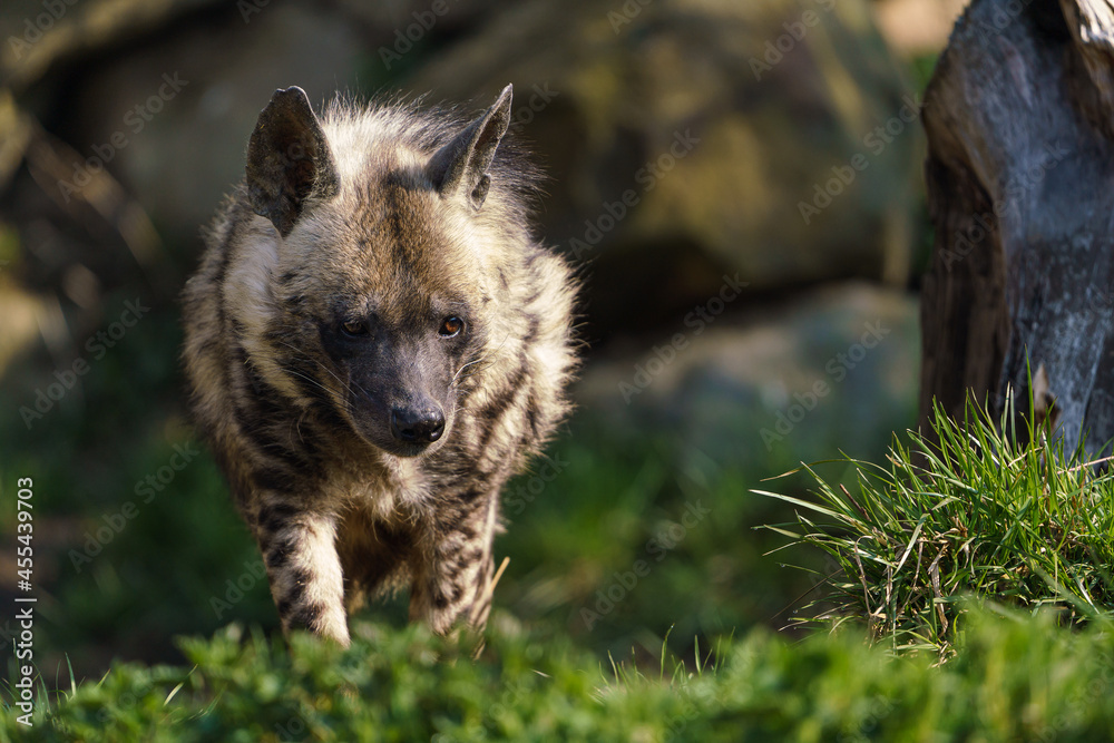 Fototapeta premium Striped hyena (Hyaena hyaena sultana)