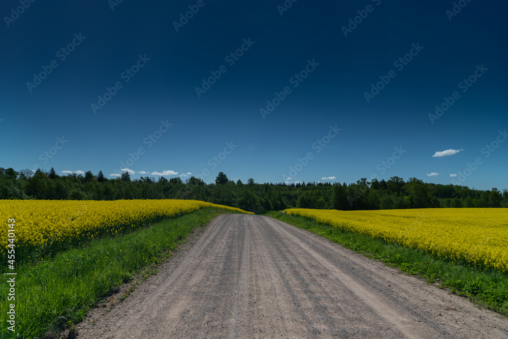 Obraz premium Countryside gravel road in canola field.