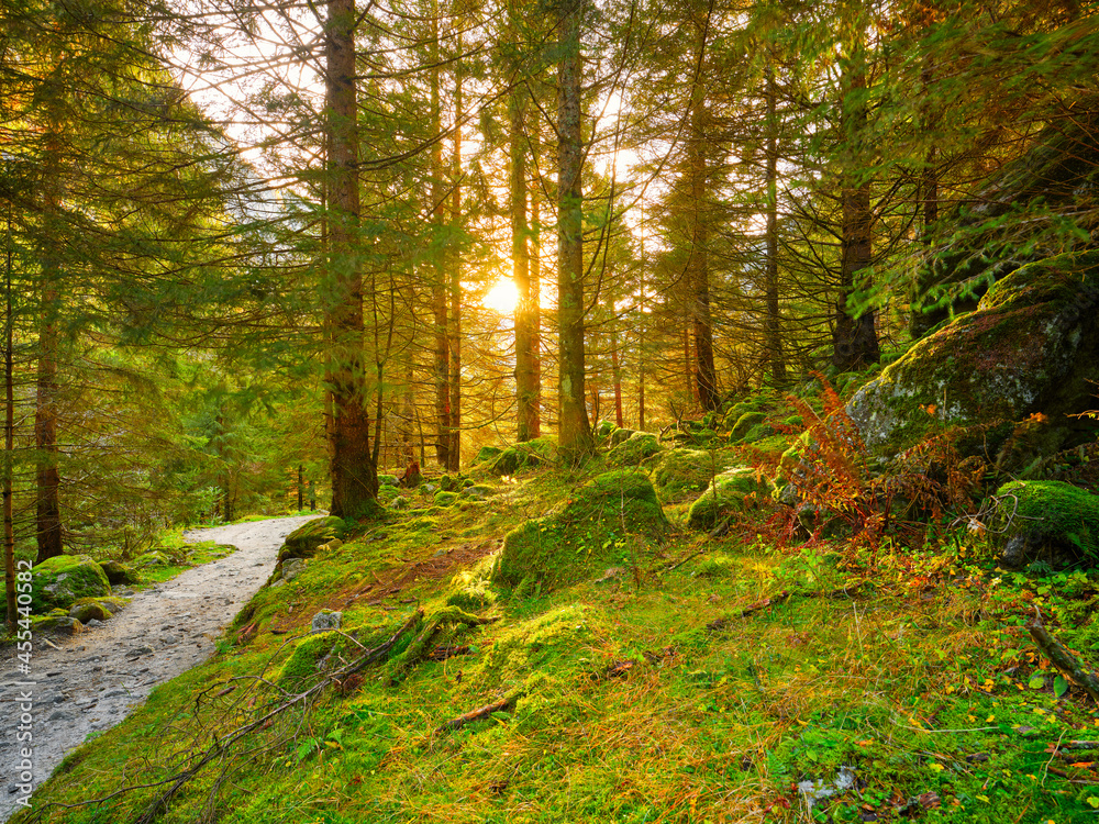 Forest, Autumn, Beech tree, Val Masino, Rhaetian Alps, European Alps, fall, Flora, Birch, Foliage, Italy, Maple tree, Mountain, Orange, Park, Peak, Red, White, acacia, background, beauty, botany, br Forest, Autumn, Beech tree, Val Masino, Rhaetian Alps, European Alps, fall, Flora, Birch, Foliage, Italy, Maple tree, Mountain, Orange, Park, Peak, Red, White, acacia, background, beauty, botany, br