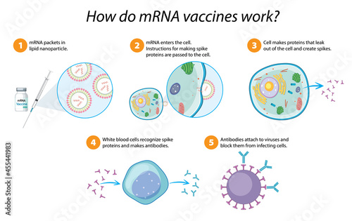 How mRNA vaccines work diagram photo