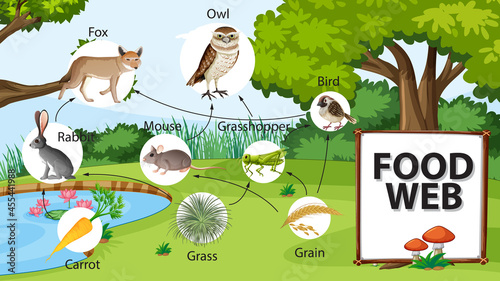 Food chain diagram concept on forest background