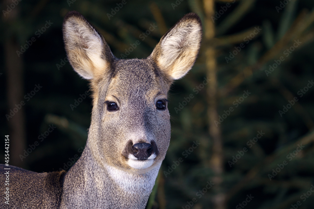 Roe deer in forest, Capreolus capreolus. Wild roe deer in nature. Roe deer in forest, Capreolus capreolus. Wild roe deer in nature.