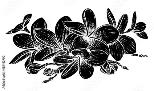 Plumeria Frangipani Tropica...