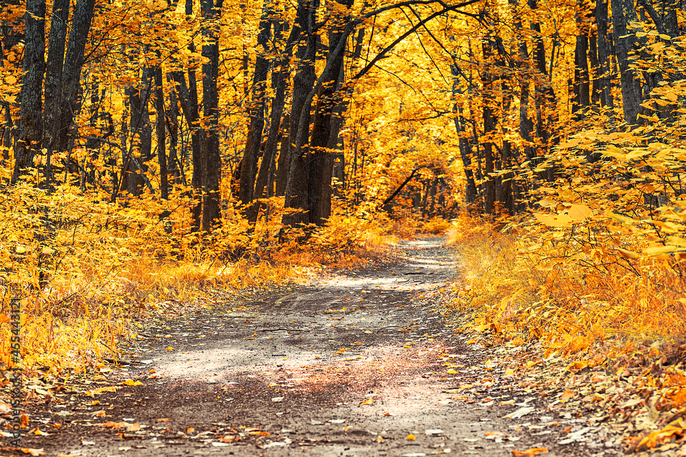 Obraz premium footpath in golden autumn forest. Autumn forest road leaves fall in ground landscape on autumnal background. trees, flowers, grace. Autumn forest scenery with road of fall leaves