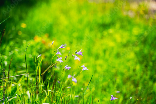 Fototapeta Naklejka Na Ścianę i Meble -  violet flowers in the meadow grass