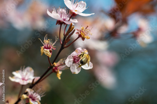 bee on a flower © OscarJersch