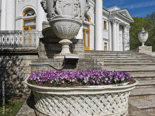 A flowerbed with a pink viola next to the vase of the Elaginoostrovsky Palace in the park on Elagin Island in St. Petersburg. photo