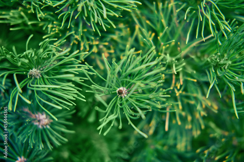 Christmas tree green needles background  texture closeup