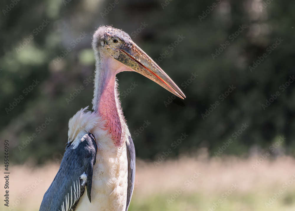 Leptoptilos, a large tropical stork with black upper body and wings, white belly and undertail, bare head and neck, long and thick beak. Portrait