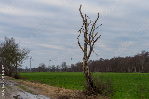 trees in the field