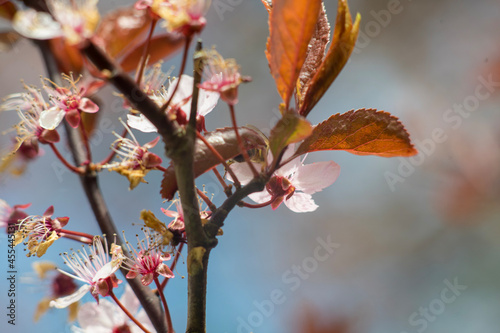 red apple tree