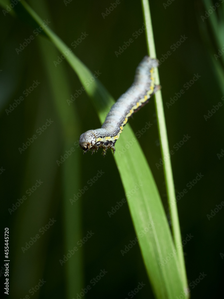 Caterpillar of a Belted Beauty (Lycia zonaria), Germany Caterpillar of a Belted Beauty (Lycia zonaria), Germany
