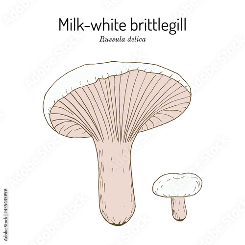 Milk-white brittlegill Russula delica , edible mushroom