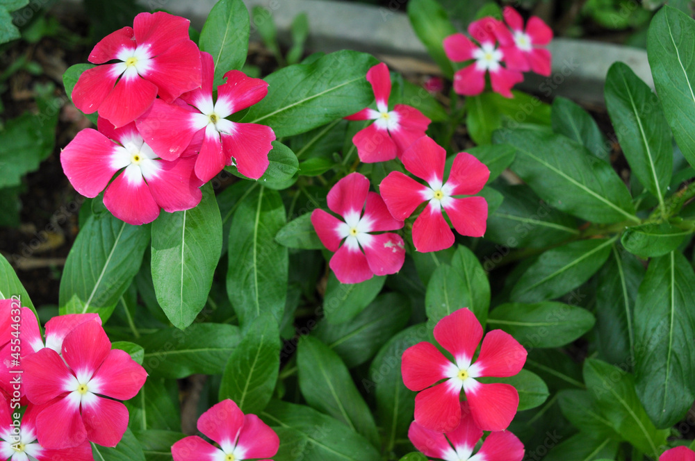 pink flowers in garden pink flowers in garden