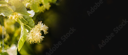 Spring banner background with Linden tree flowers clusters tilia cordata, europea, small-leaved lime, littleleaf linden bloom with dark copy space. Pharmacy, natural medicine, healing herbal tea
