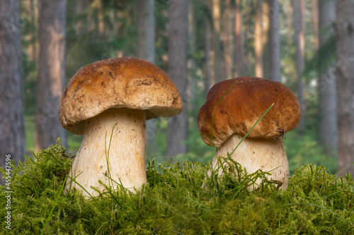 Two porcini mushroom (Boletus edulis), also known as spruce porcini mushroom, gentlemen's mushroom or noble mushroom in moss in autumn forest background. Macro.