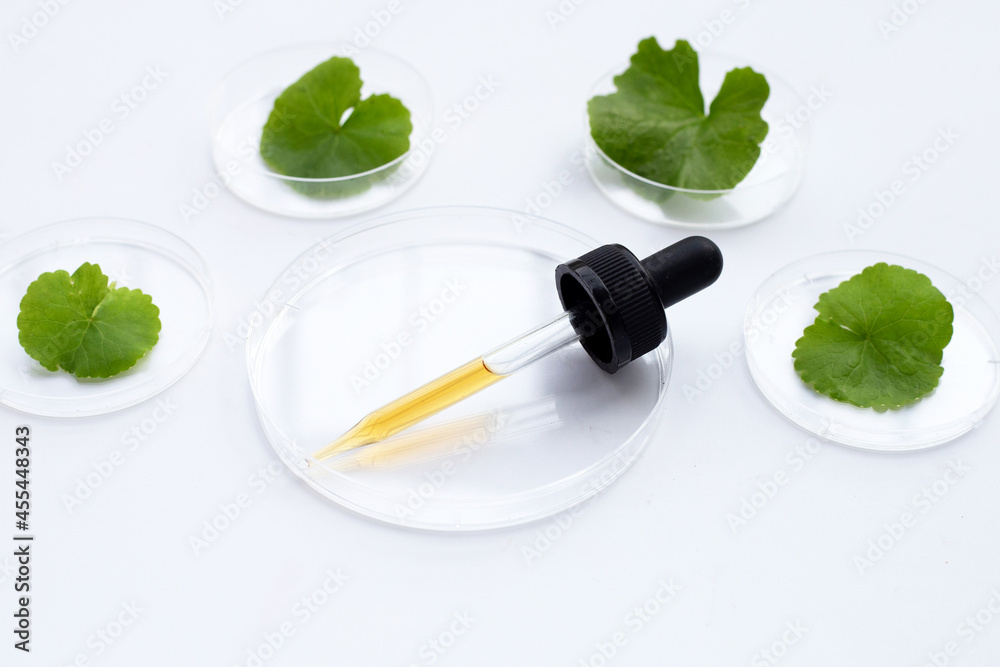 Essential oil with fresh leaves of gotu kola in petri dishes on white background. Essential oil with fresh leaves of gotu kola in petri dishes on white background.