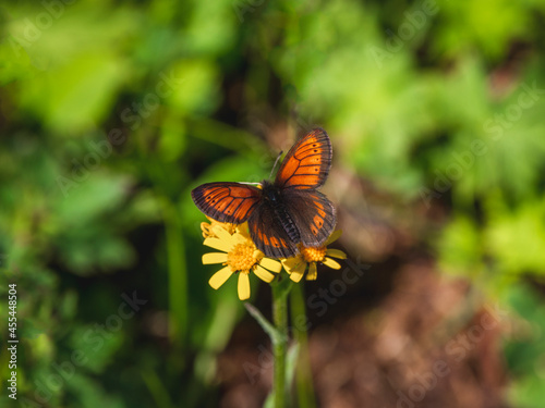 Photos The Scotch argus (Erebia kindermanni) lives in green meadows in Altai mountains