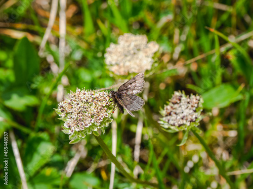 Peppered moth (Glacies coracina) on a green lawn. Siberia. Altai Mountains. photo