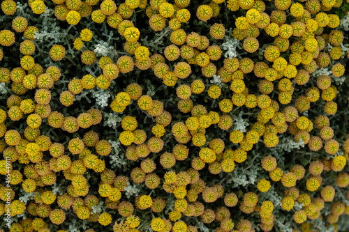 Everlasting flower, .Helichrysum stoechas (L.) Moench, cala Mitjana, Arta, Mallorca, Balearic Islands, Spain photo