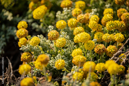 Everlasting flower  .Helichrysum stoechas  L.  Moench  cala Mitjana  Arta  Mallorca  Balearic Islands  Spain