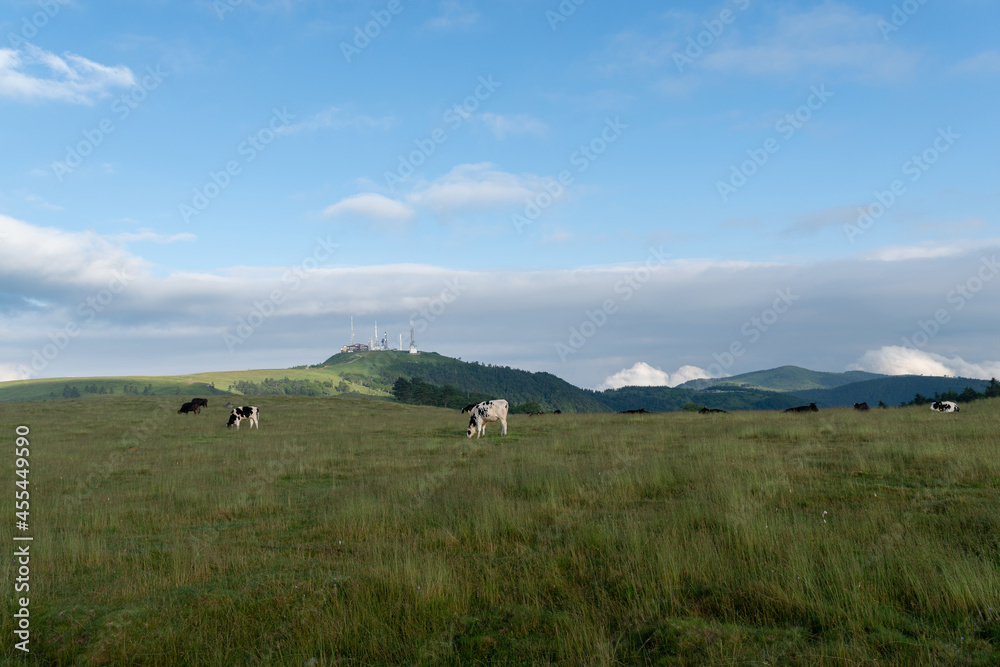 牛がのんびり過ごす高原　美ヶ原