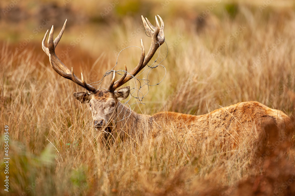 Un cerf élaphe dans une forêt pendant la période du brame Un cerf élaphe dans une forêt pendant la période du brame