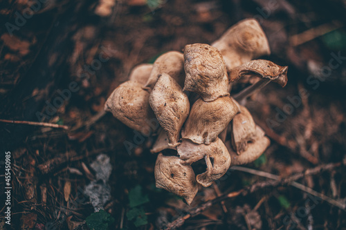 funghi del bosco friulano