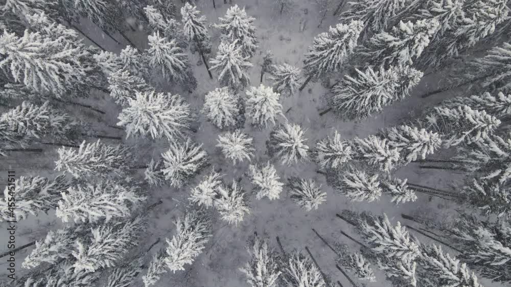 Top down aerial view of falling snow on evergreen pine forest during heavy snowfall in winter mountain woods on cold quiet day.