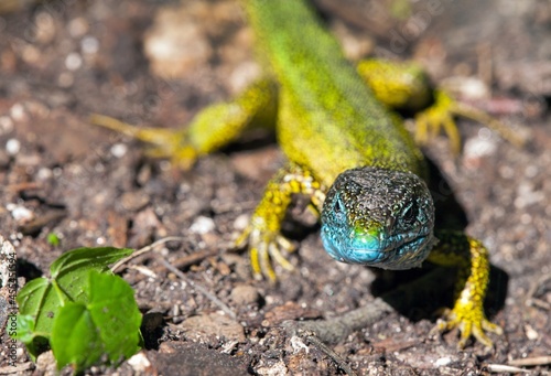 European green lizard in Latin Lacerta viridis photo