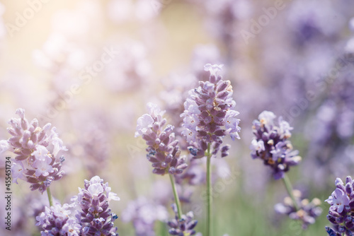 Pollination with bee and lavender with sunshine  sunny lavender.