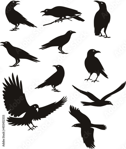 Crow silhouette