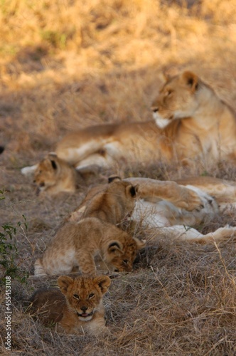 Lion family living in Masai Mara  Kenya
