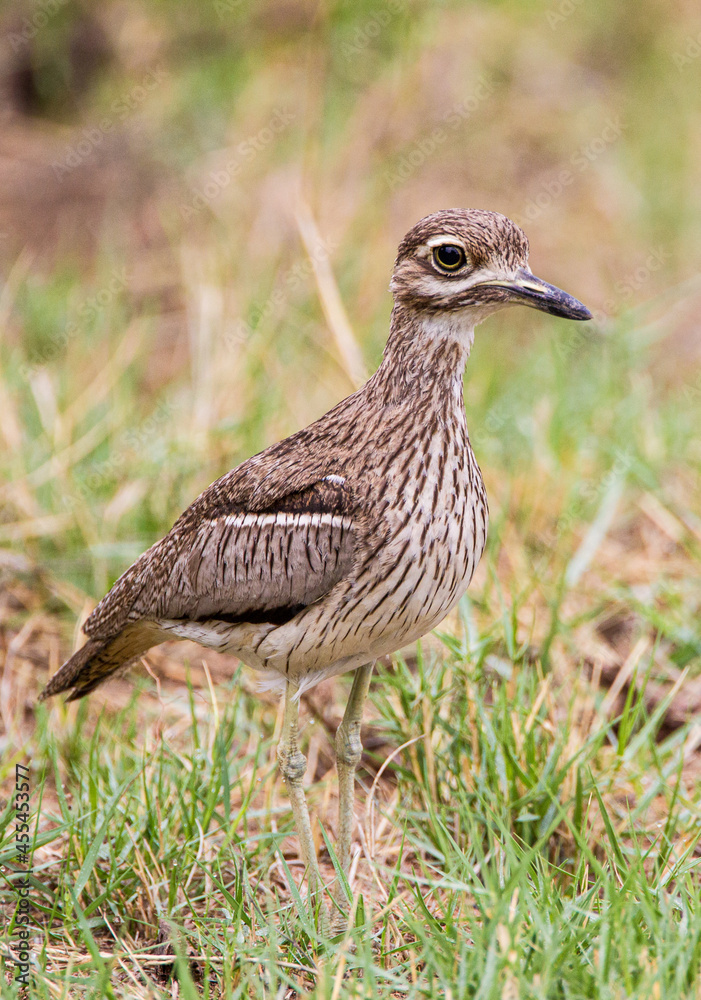 Water thick0knee walking around its nest on the ground in the Kruger Park Water thick0knee walking around its nest on the ground in the Kruger Park