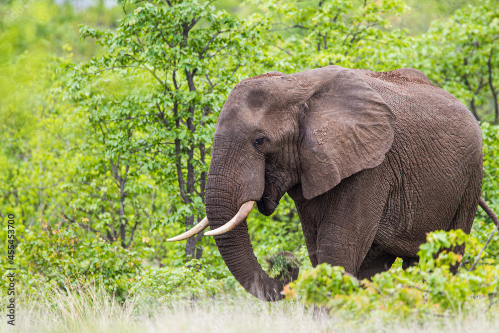Lone African elephant bull walks through the green savannah in the Kruger Park, South Africa 