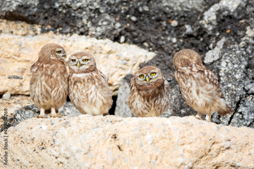 Little owl. Colorful nature background. Athene noctua. Little owl. Colorful nature background. Athene noctua.